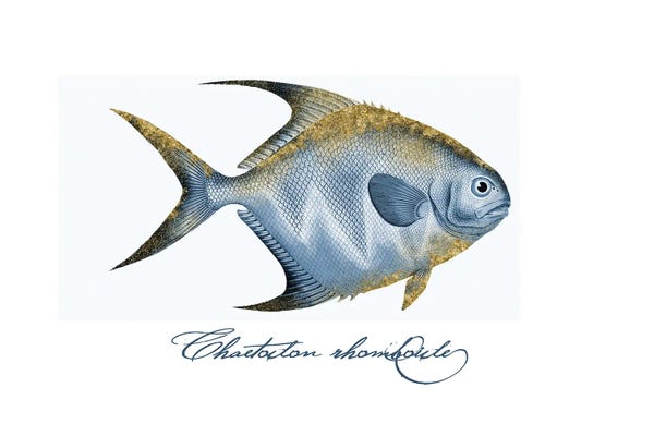 Andrea Haase: Embellished Fin Butterfly Fish II by Andrea Haase