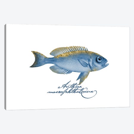 Embellished Fin Goggle Eyed Grunt Canvas Print #HSE101} by Andrea Haase Canvas Print