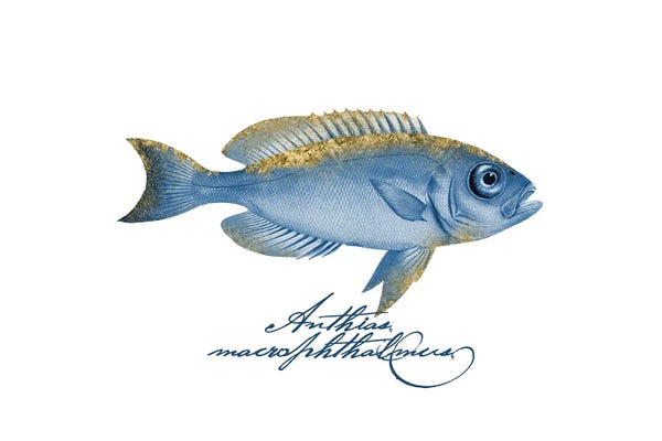 Andrea Haase: Embellished Fin Goggle Eyed Grunt by Andrea Haase