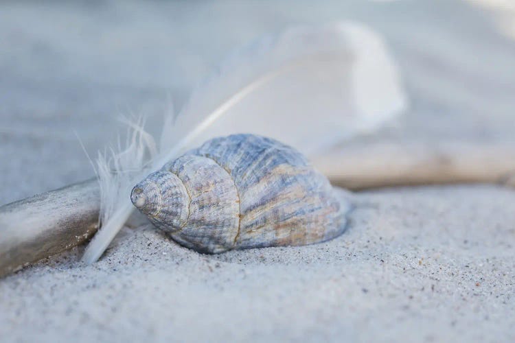 Seashell Feather Beach Still