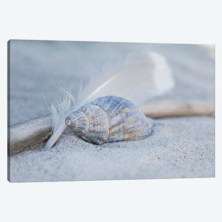 Seashell Feather Beach Still Canvas Print #HSE64} by Andrea Haase Art Print