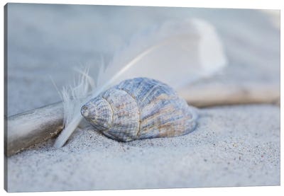 Seashell Feather Beach Still Canvas Art Print