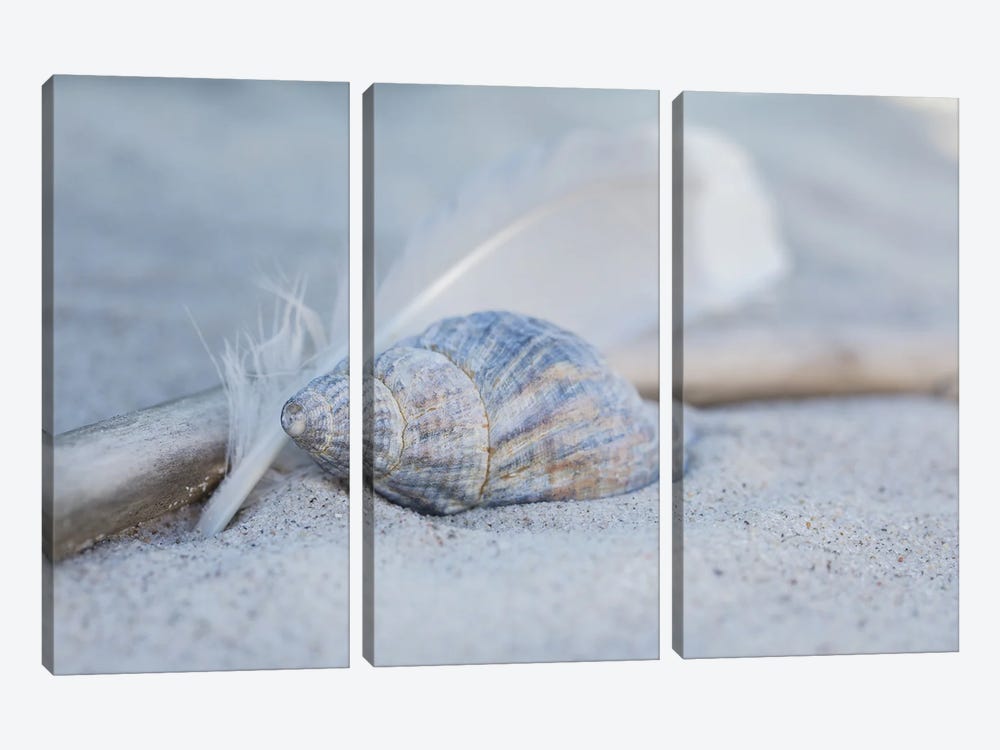 Seashell Feather Beach Still by Andrea Haase 3-piece Canvas Artwork
