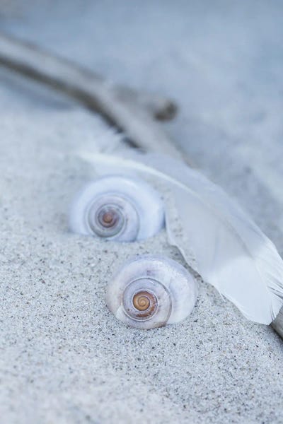 Andrea Haase: Shell Feather Beach Still by Andrea Haase