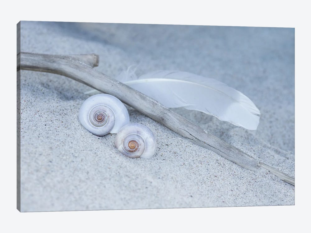 Shell Feather Beach Still by Andrea Haase 1-piece Art Print