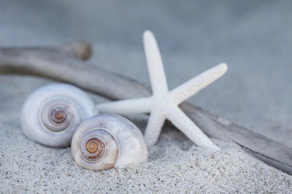 Andrea Haase: Starfish Beach Still by Andrea Haase