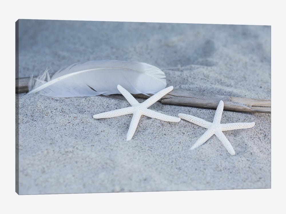 Starfish Feather Beach Still by Andrea Haase 1-piece Canvas Artwork