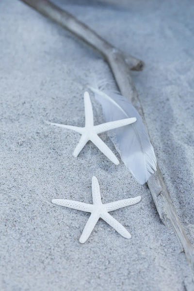Starfish Feather Beach Still by Andrea Haase art print