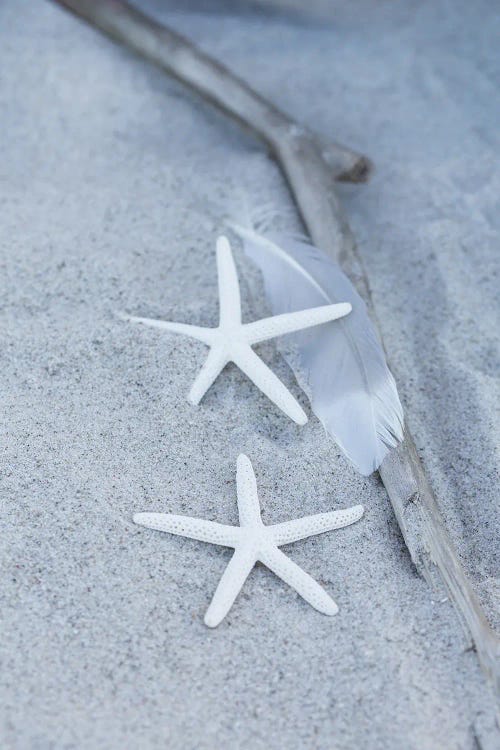 Starfish Feather Beach Still