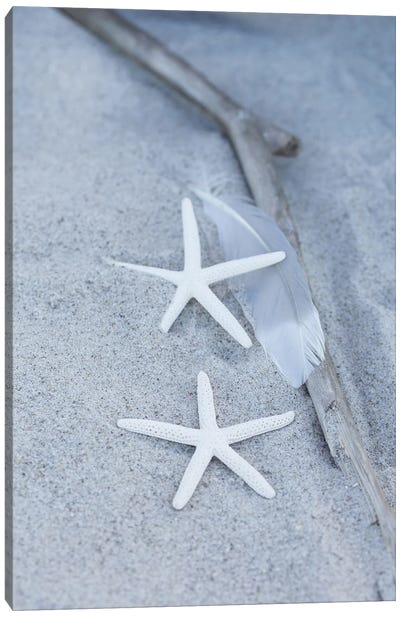 Starfish Feather Beach Still Canvas Art Print - Andrea Haase