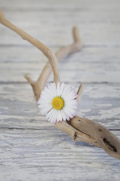 Daisies: Zen Style Daisy Driftwood Still by Andrea Haase