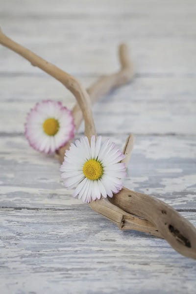 Daisies: Zen Style Daisies Driftwood Still by Andrea Haase