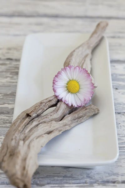 Daisies: Zen Style Daisy Wood Still by Andrea Haase