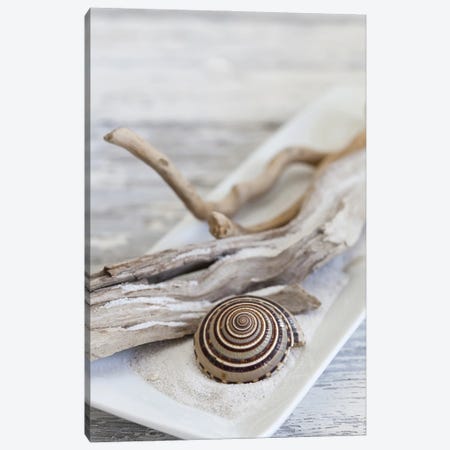 Zen Style Driftwood Seashell Still Canvas Print #HSE90} by Andrea Haase Art Print