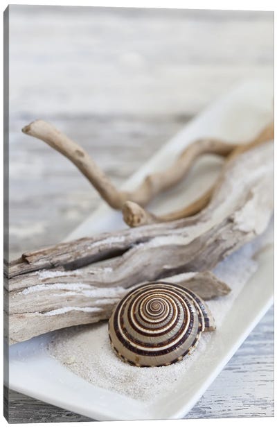 Zen Style Driftwood Seashell Still Canvas Art Print - Andrea Haase