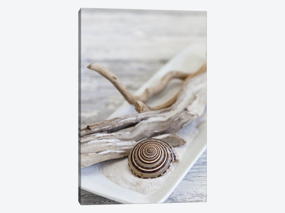 Zen Style Driftwood Seashell Still by Andrea Haase 1-piece Canvas Print