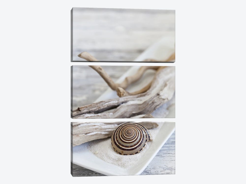 Zen Style Driftwood Seashell Still by Andrea Haase 3-piece Canvas Art Print
