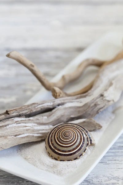 Andrea Haase: Zen Style Driftwood Seashell Still by Andrea Haase