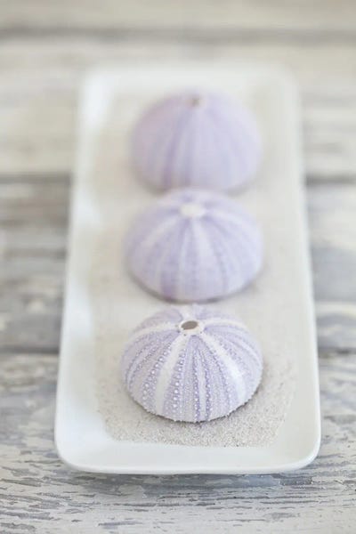 Andrea Haase: Zen Style Sea Urchin Shell Still by Andrea Haase