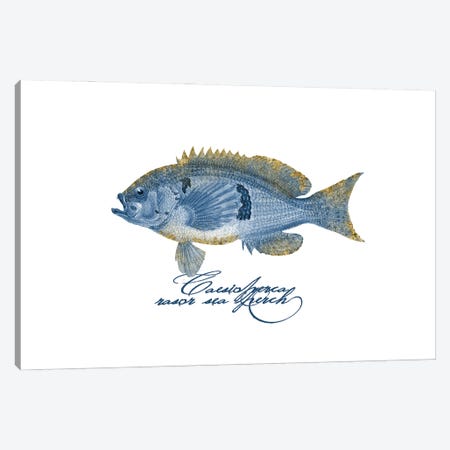 Embellished Fin Barber Perch Fish Canvas Print #HSE99} by Andrea Haase Canvas Art Print