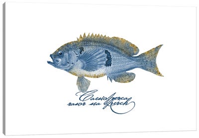 Embellished Fin Barber Perch Fish Canvas Art Print - Andrea Haase