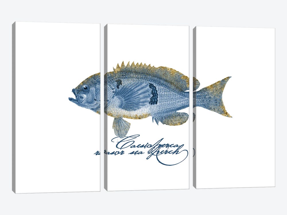 Embellished Fin Barber Perch Fish by Andrea Haase 3-piece Canvas Wall Art