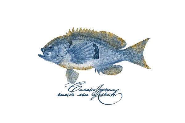Andrea Haase: Embellished Fin Barber Perch Fish by Andrea Haase