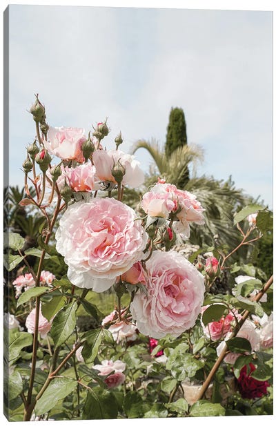Pink Roses Garden Canvas Art Print - Henrike Schenk