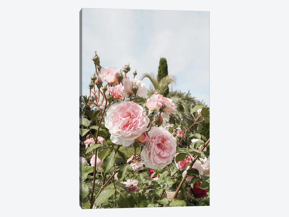 Pink Roses Garden by Henrike Schenk 1-piece Art Print