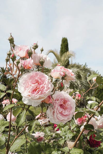 Henrike Schenk: Pink Roses Garden by Henrike Schenk