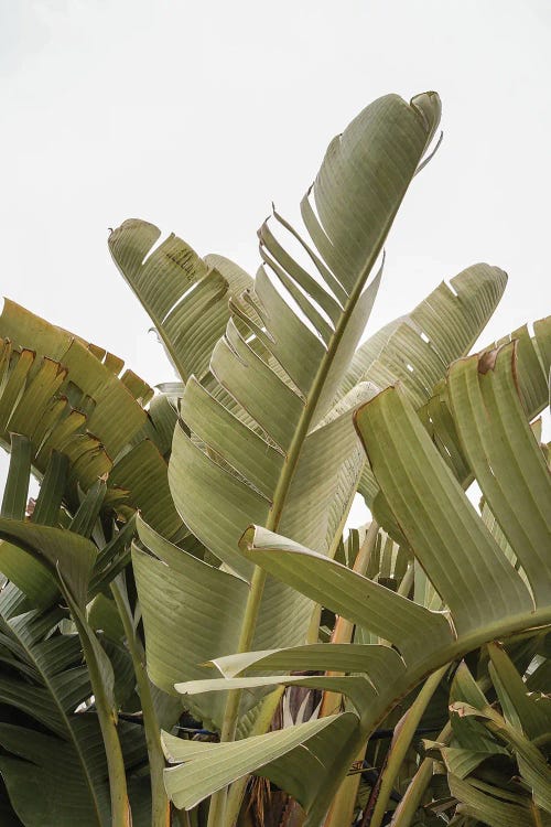 Banana Leaves