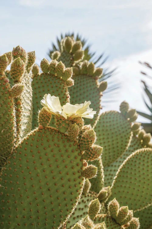 Blooming Cactus