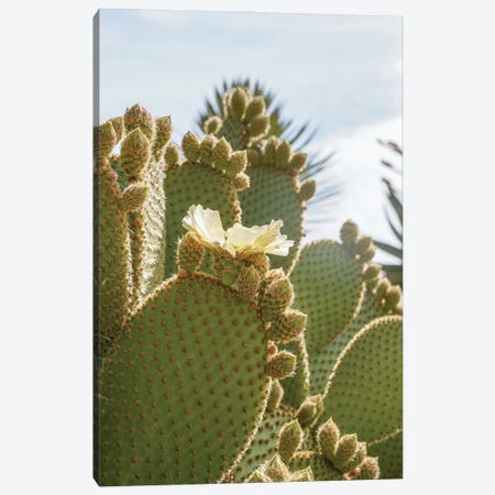 Blooming Cactus Canvas Print #HSK128} by Henrike Schenk Canvas Wall Art