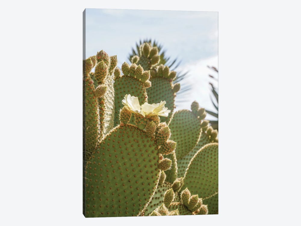 Blooming Cactus by Henrike Schenk 1-piece Canvas Print