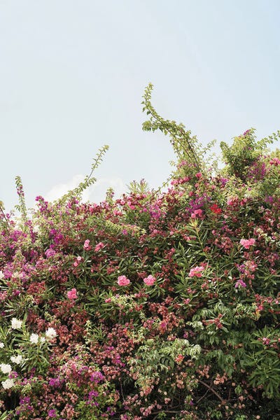 Flower Mix by Henrike Schenk framed canvas print