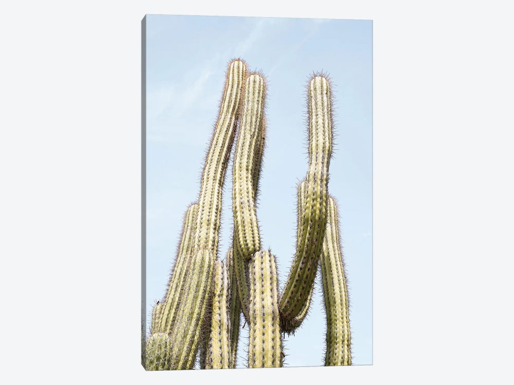 Cactus Plant by Henrike Schenk 1-piece Canvas Artwork