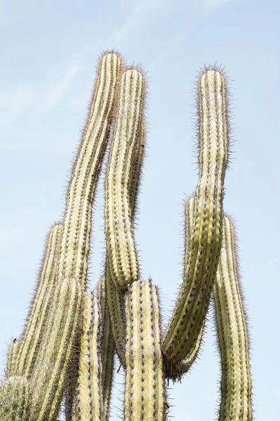 Henrike Schenk: Cactus Plant by Henrike Schenk