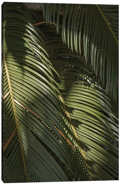 Palm Leaves Canvas Art Print - Henrike Schenk