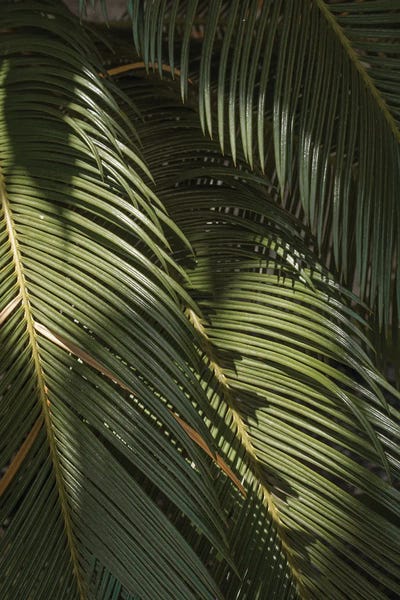 Henrike Schenk: Palm Leaves by Henrike Schenk