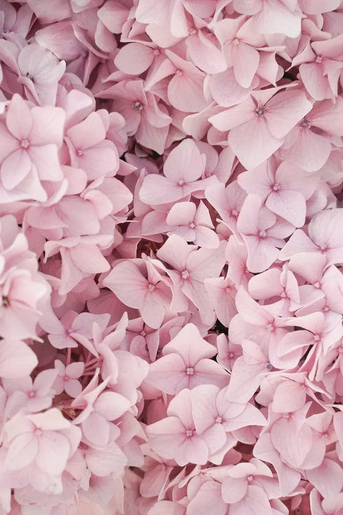 Pink Hydrangea Blossom