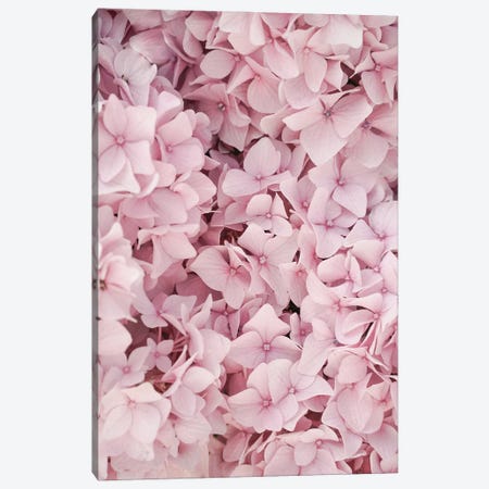 Pink Hydrangea Blossom Canvas Print #HSK155} by Henrike Schenk Canvas Art