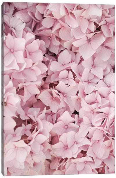 Pink Hydrangea Blossom Canvas Art Print - Floral Close-Up Art