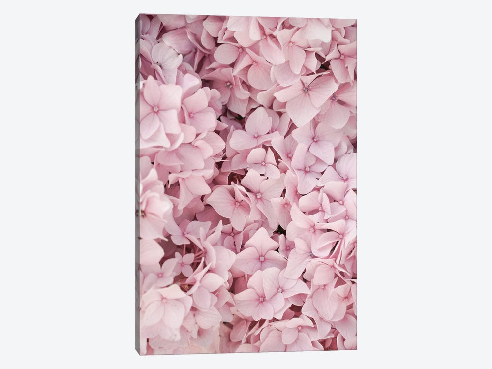 Pink Hydrangea Blossom by Henrike Schenk 1-piece Canvas Art Print