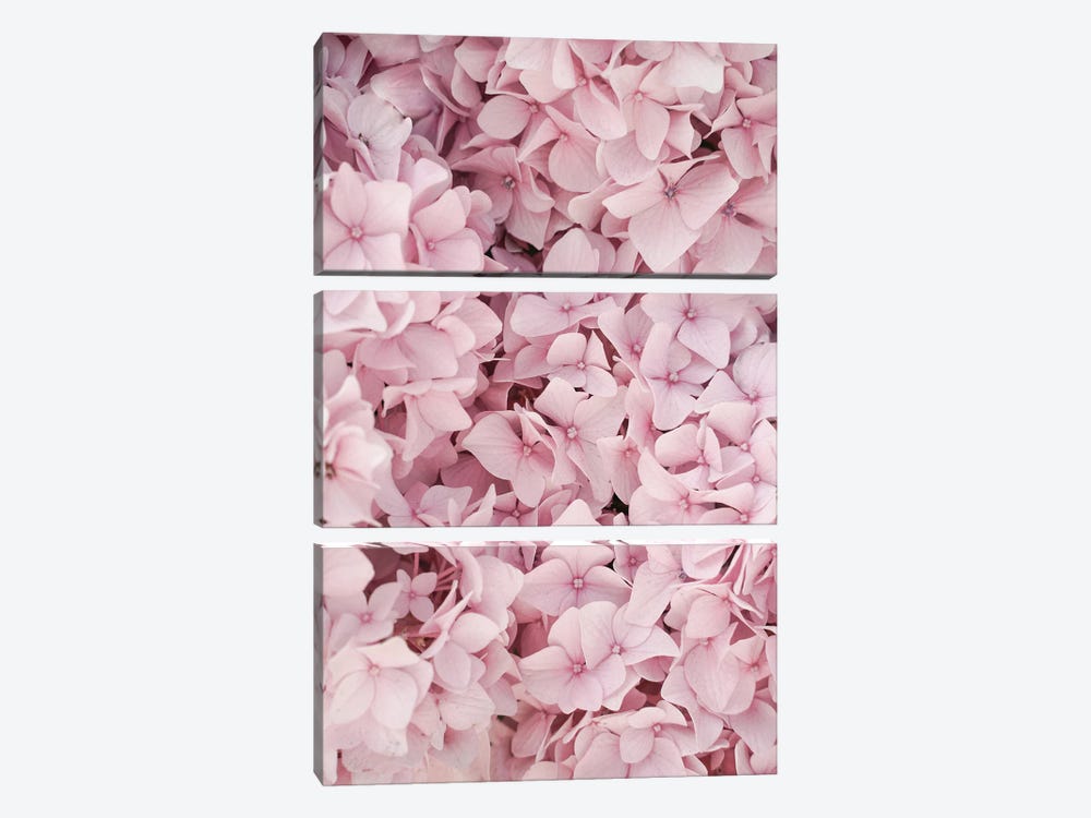 Pink Hydrangea Blossom by Henrike Schenk 3-piece Canvas Art Print