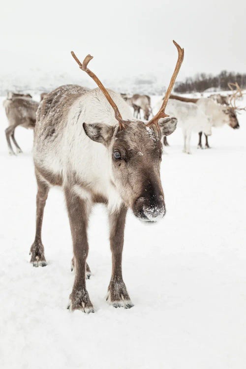 Reindeer In Nordic Lapland