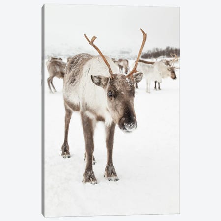 Reindeer In Nordic Lapland Canvas Print #HSK178} by Henrike Schenk Canvas Print
