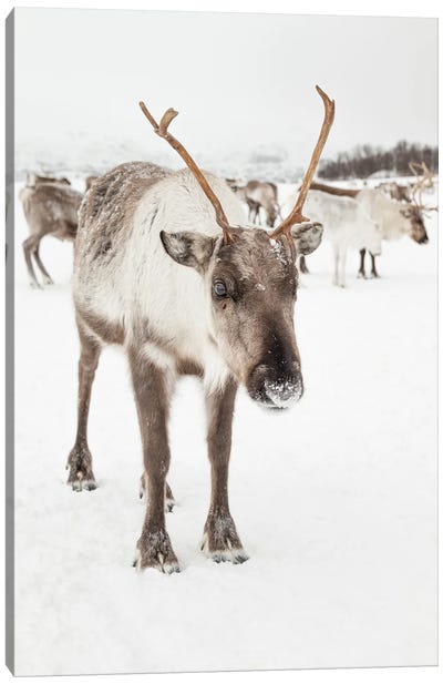 Reindeer In Nordic Lapland Canvas Art Print - Reindeer Art