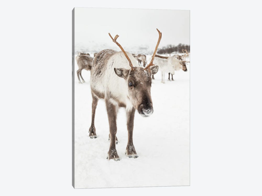 Reindeer In Nordic Lapland by Henrike Schenk 1-piece Canvas Wall Art