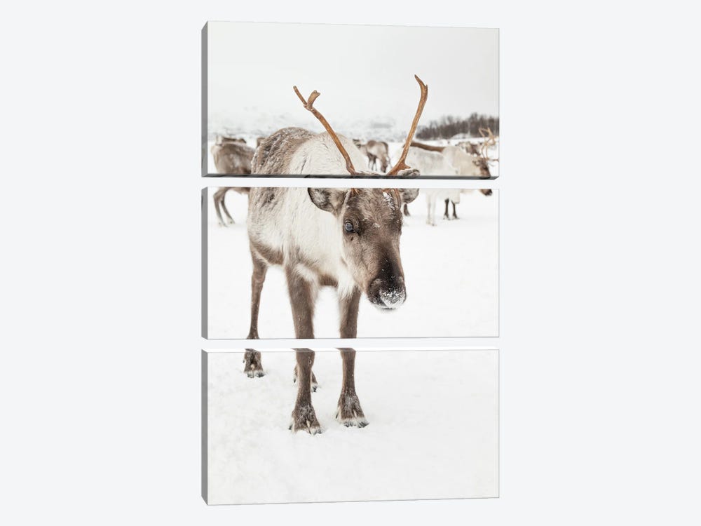 Reindeer In Nordic Lapland by Henrike Schenk 3-piece Canvas Artwork