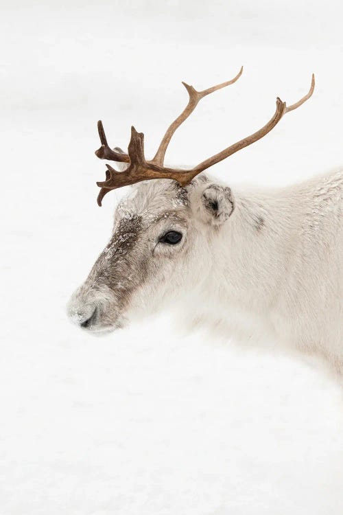 Reindeer Portrait In Norway